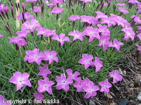 Dianthus pavonius